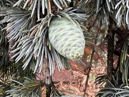 Intuition Activation