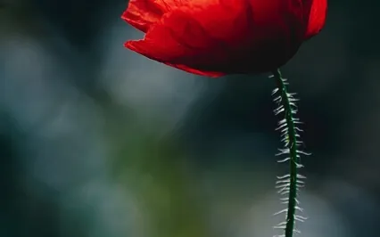 Intuition, Weekly Intention Meditation "Week 1" 