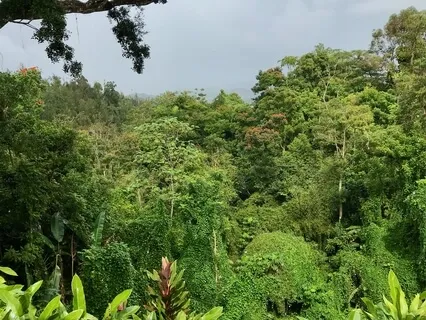 Intuitive Light Music For Peace + Ukulele + Mountain Sounds
