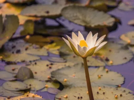 Invite Breath & Movement Between The Shoulder Blades