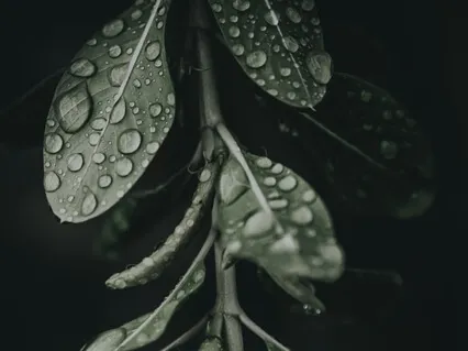 Invite Imagination In Meditation