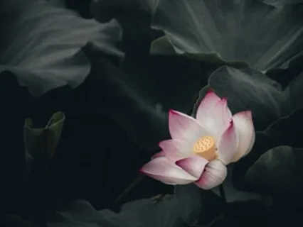 Invite Insightful Experiences: Talk And Meditation