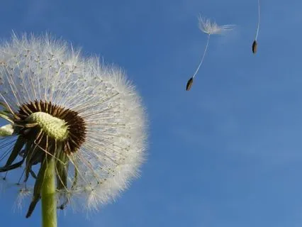 Invite Your Team Of Light