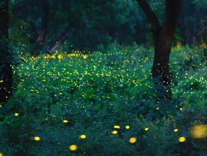 Inviting More Beauty Into Your Life