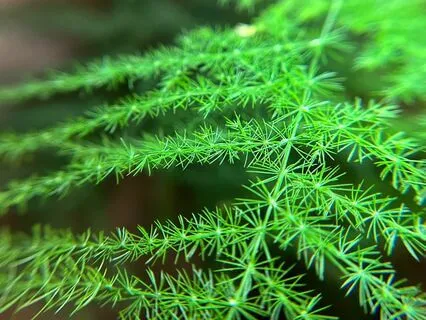 Inviting Peace into the Heart