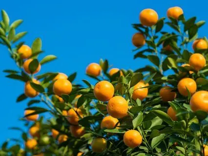 Inviting Prosperity: 432, 528, 777, 888 Tuning Forks | Gamma