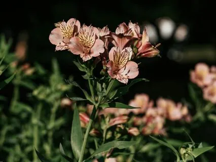 Invoke Divine Guidance Subliminal Affirmations