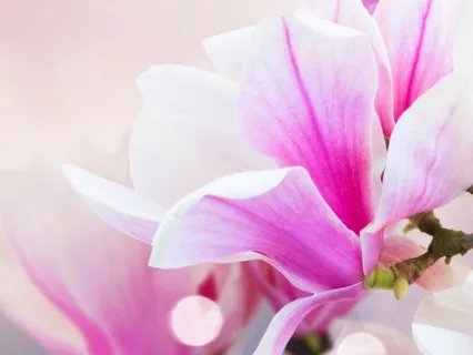 Invoking Love: A 16Hz Beta Meditation Music Journey