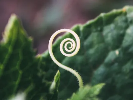 Involution & Evolution