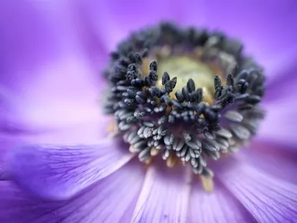 IN~Nidra Crown Chakra Guided Meditation