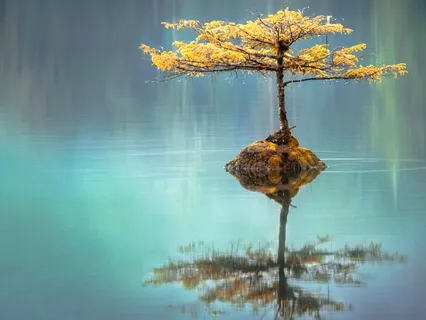 IN~Nidra Healing & Heart Chakra