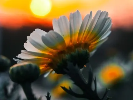 IN~Nidra Solar Plexus Chakra Guided Meditation