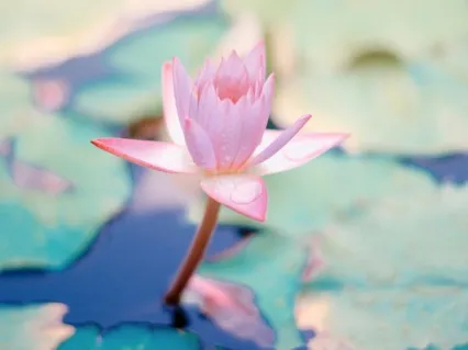 Йога Нидра - балансировка всех энергетических центров.