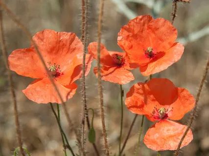Йога-Нидра с Визуализацией Чакр