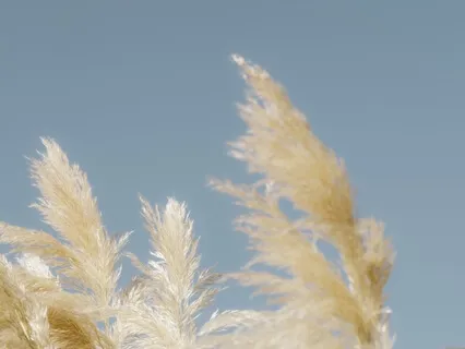 Йога-Нидра C Cанкальпой