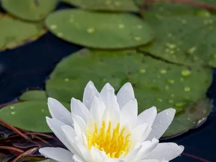 IRest For Everyday Awareness