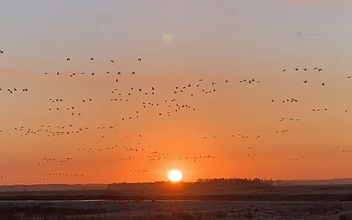 iRest Yoga Nidra For Sleep 