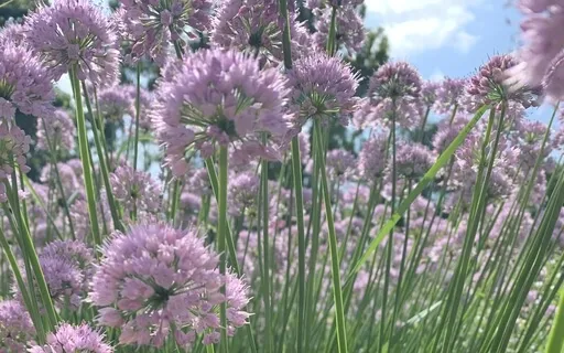 iRest Yoga Nidra - Holding Space For All That Arises 