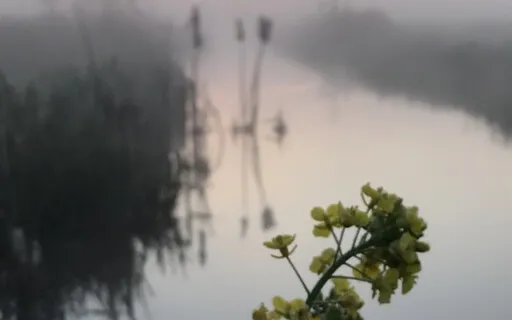 iRest Yoga Nidra - Resourcing Yourself 