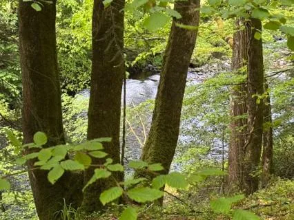 Irish Forest Christian Sleep Meditation