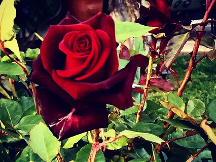 Irritation, Discomfort, And Pain