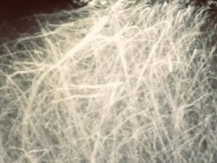 Is It The Fire Horse? Really? (Talk)