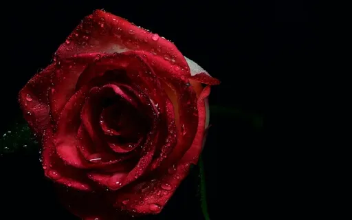 Is Life An Illusion? A Reading From The Radiance Sutras