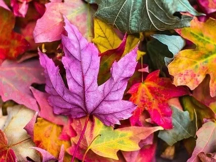 Is There A Negative Consequence To Saying No To Manifested Stuff?