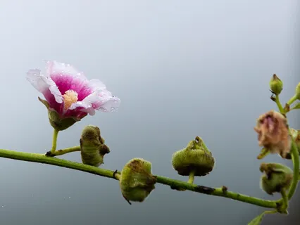 Is This So-Called "Monkey Mind"? - Dharma Q&A On Meditation