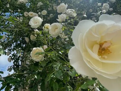 Is This Wise Mind? Making Decisions From A Place Of Wisdom