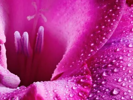 Is Your Aura Pink? Feel Free To Find Out