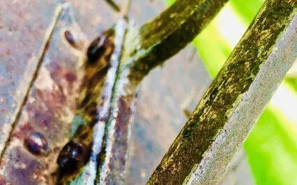 Is Your Heart Clear?