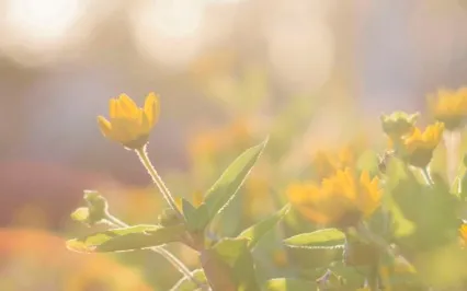 Ishta Kriya meditation