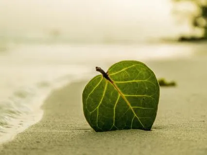 Island Of Memory And Tropical Plants