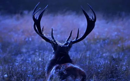 Island Of The Silver Reindeer | A Sleep Story