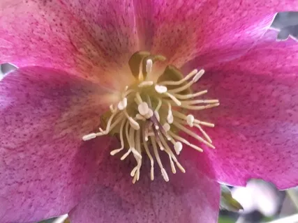 Isochronic 11Hz Absorption