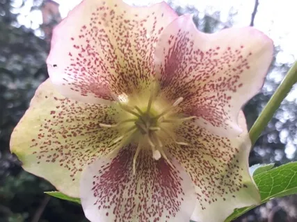 Isochronic 18hz Direct Mind