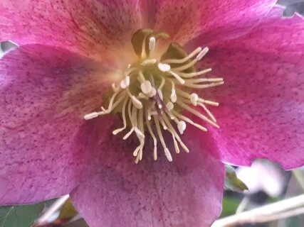 Isochronic 24Hz Torment Fix