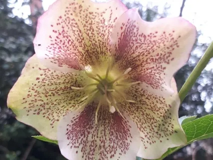 Isochronic 26Hz Energize Power