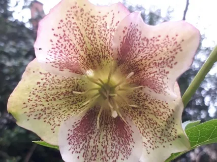 Isochronic 50Hz Intensification