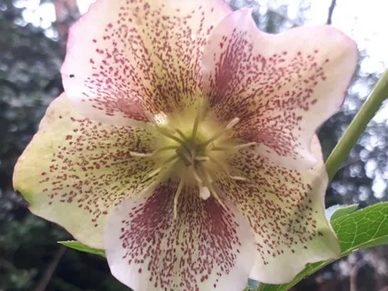 Isochronic 60hz Mind Recollection