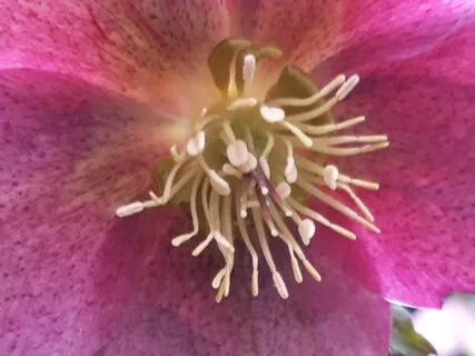 Isochronic 8Hz Calm Down