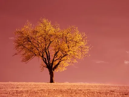 Исполнение Желаний