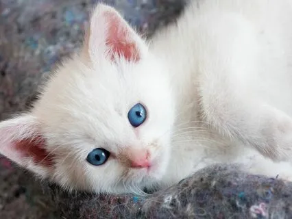 1st Heidi Cherry & Vaya Story | Cat Cafe