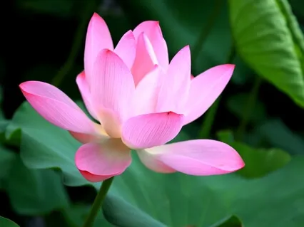 Исцеляющее Принятие Событий