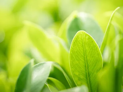 Istumameditaatio (15 min)