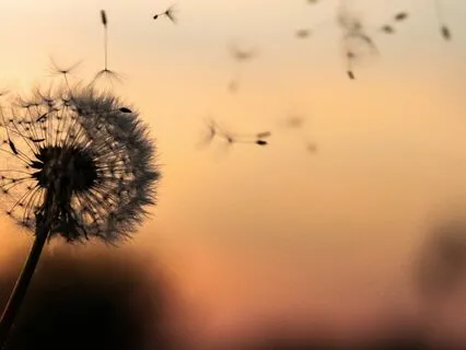 It Starts With A Seed - Meditative Poem Reading