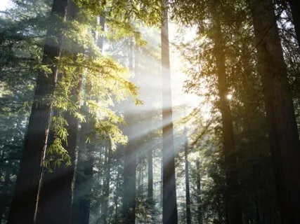 It's A New Dawn, It's A New Day - Stress-Relieving Music For The Morning With Bird Sounds