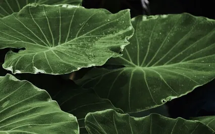 It's Impossible Not To Think