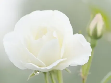 Itsemyötätuntotauko 16 min.